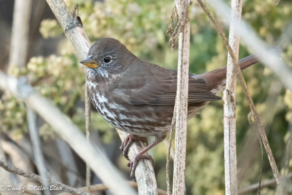 San Joaquin River NWR, ©Dana J. Miller-Blair