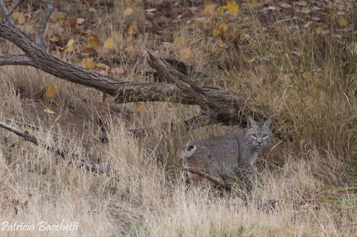 The Jon Dunn Fieldtrip, at the Los Vaqueros Reservoir, allowed for close looks at a Bobcat.