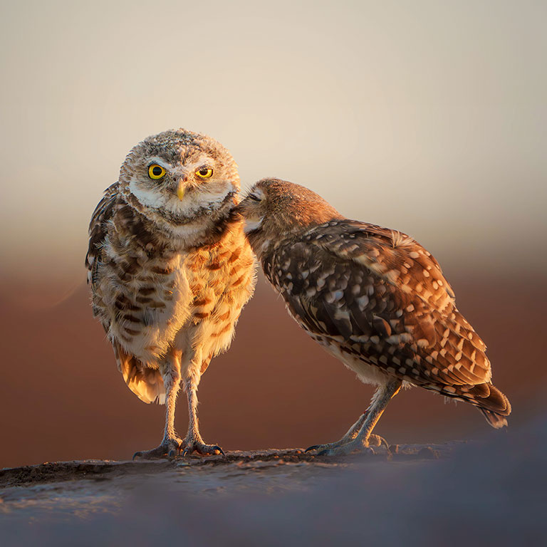 Burrowing Owl