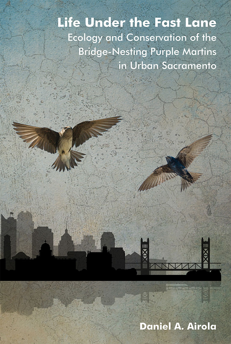 Purple Martin - Life Under the Fast Lane