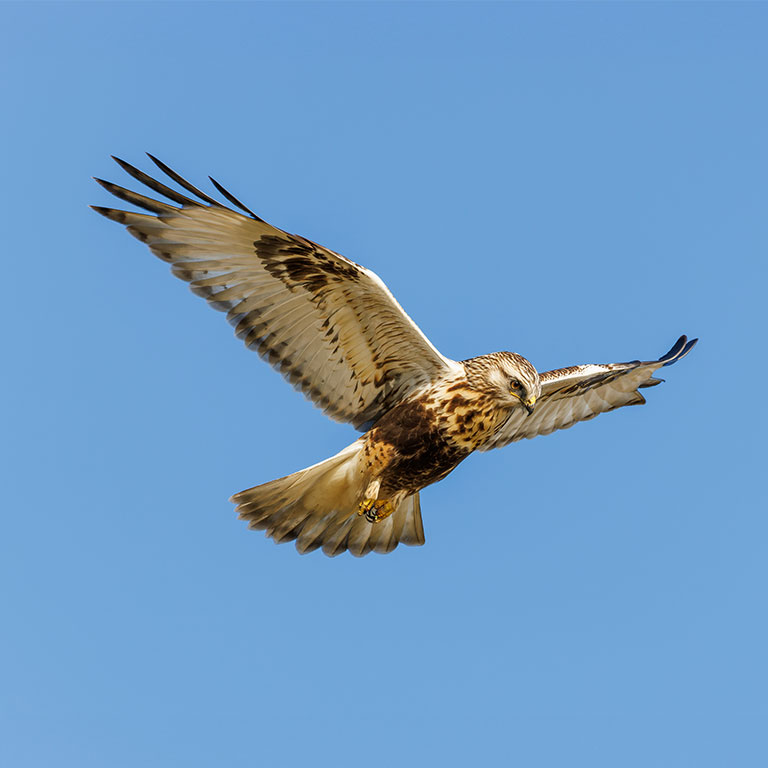 Rough-legged Hawk