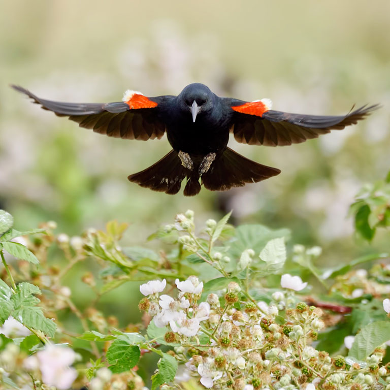 Tricolored Blackbird