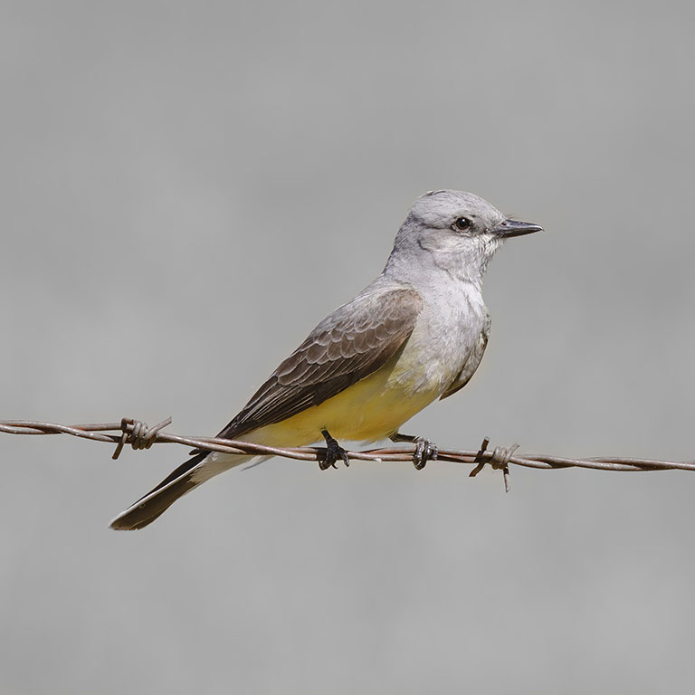 Western Kingbird