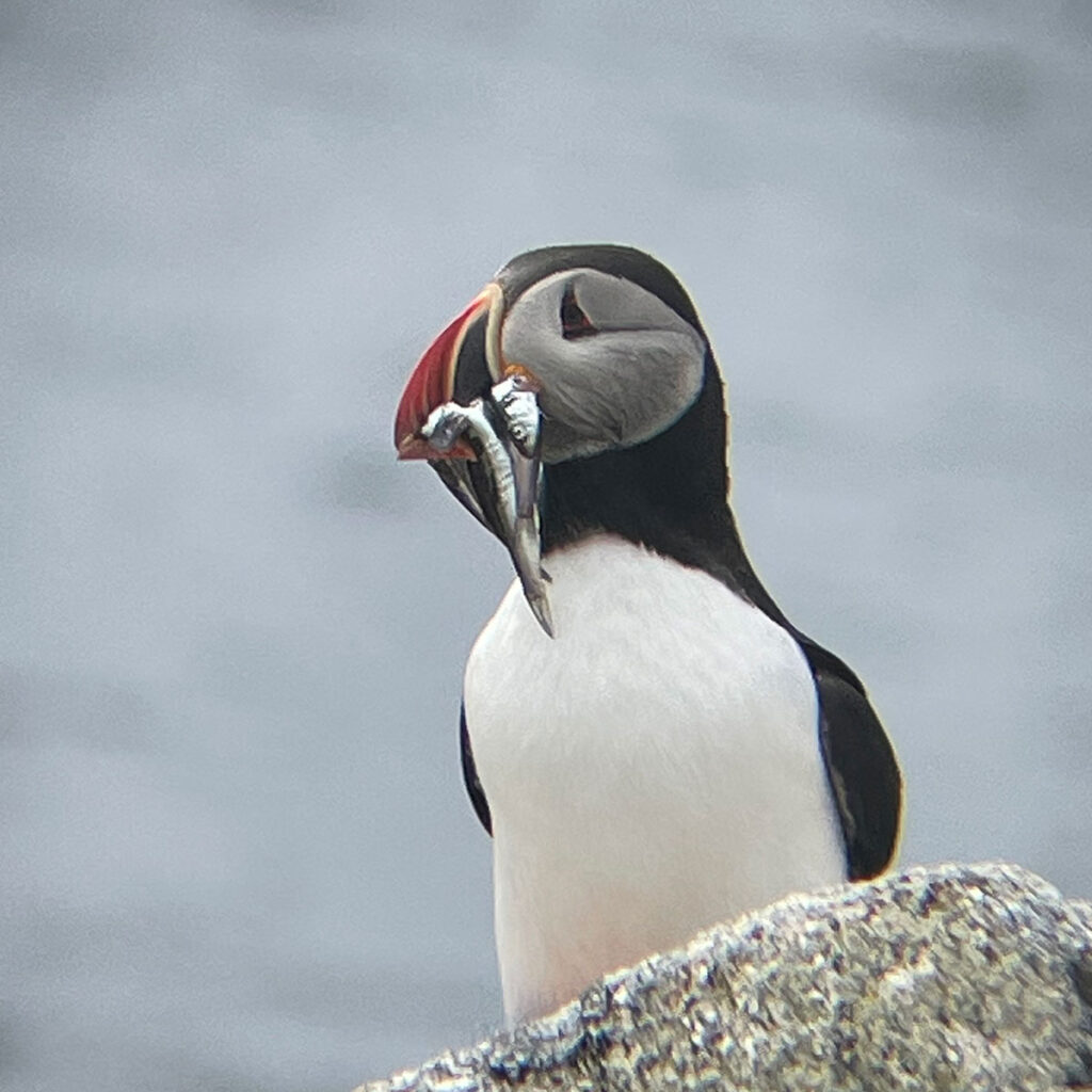 Atlantic Puffin