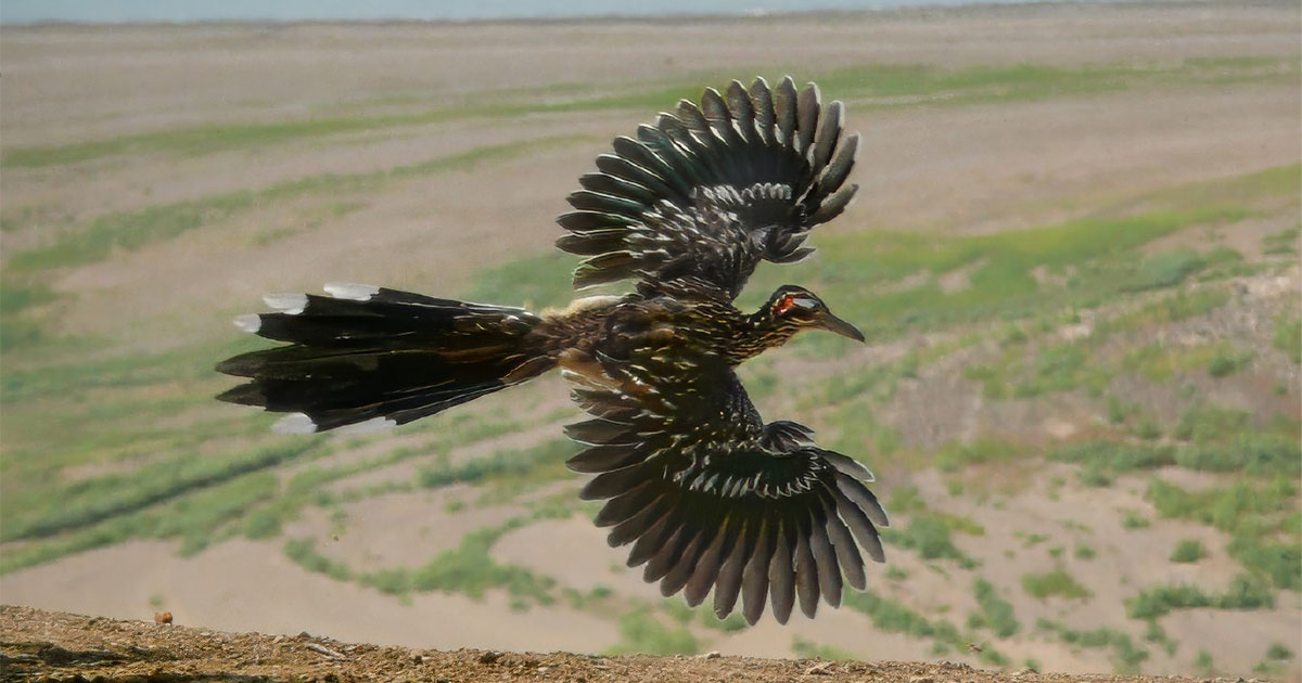 Roadrunner