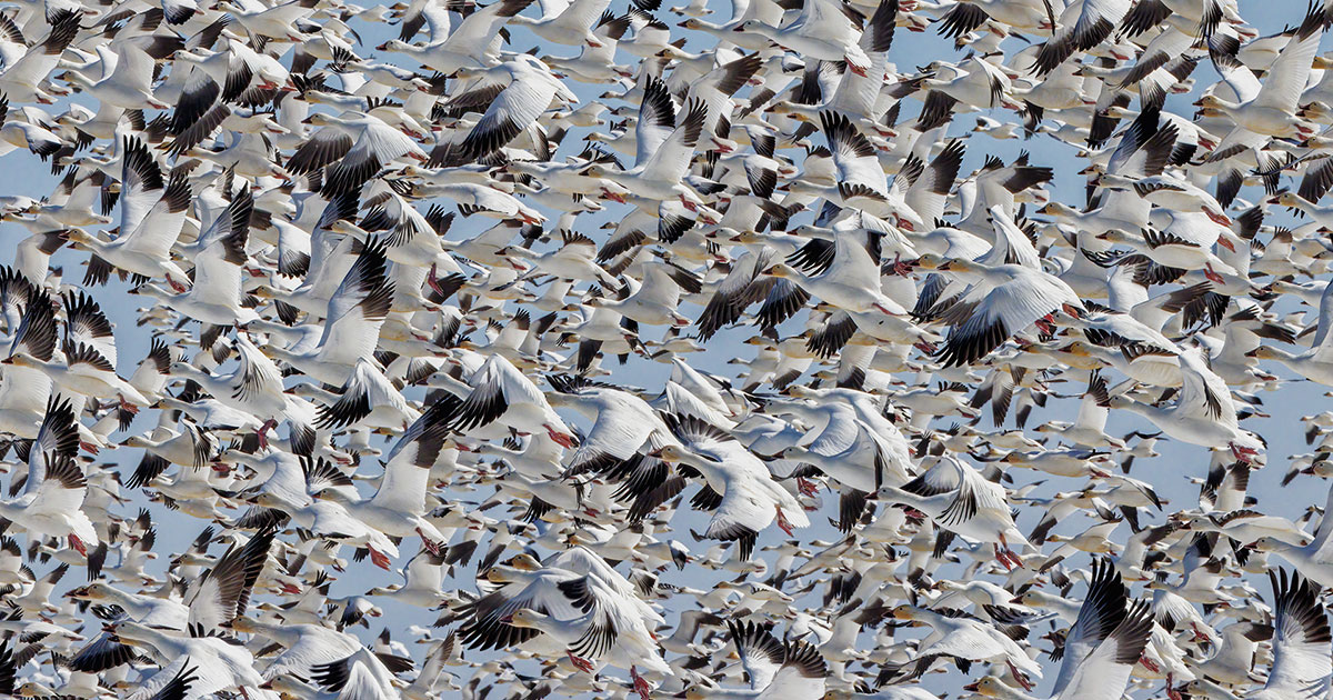 Snow Geese