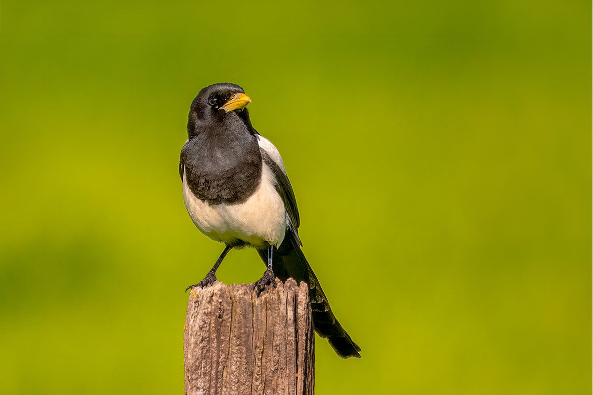 Yellow-billed Magpie