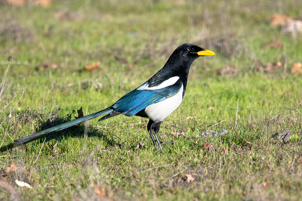 The High Impact of “Low Impact Journals”