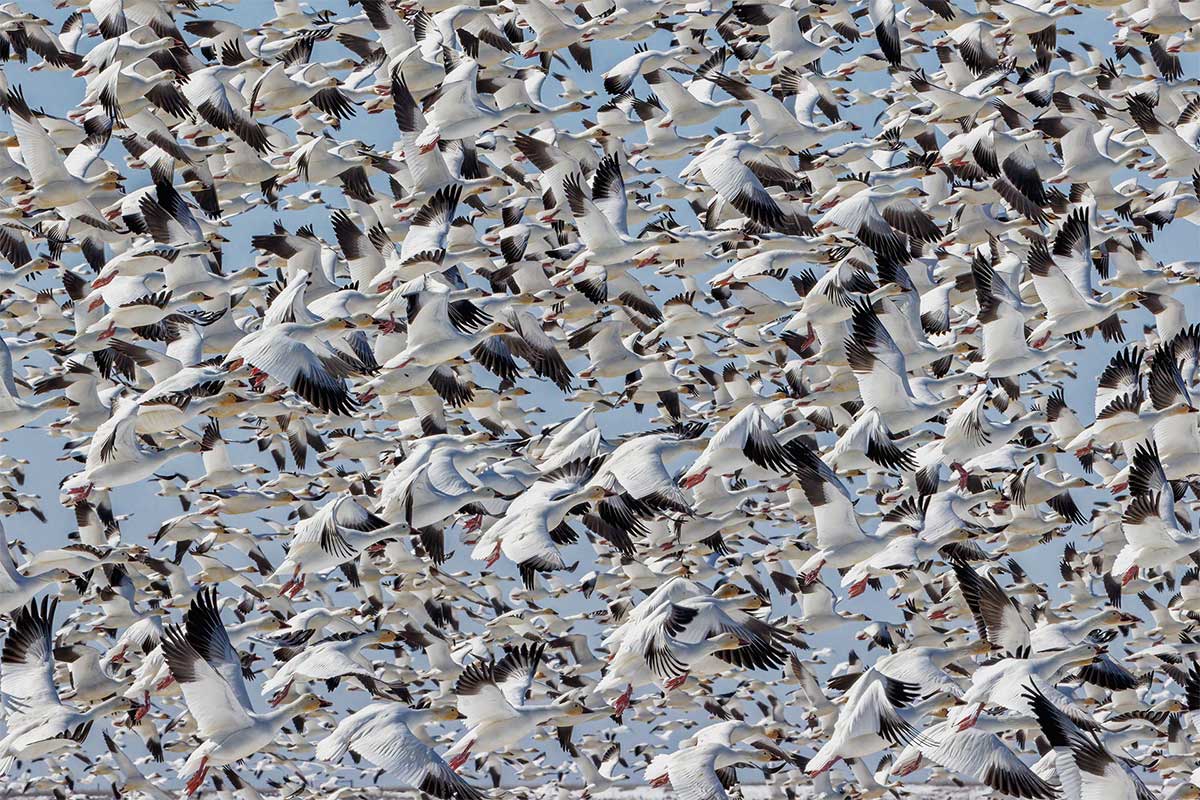 Flock of Snow Geese