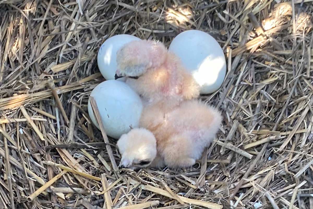 Northern harrier chicks