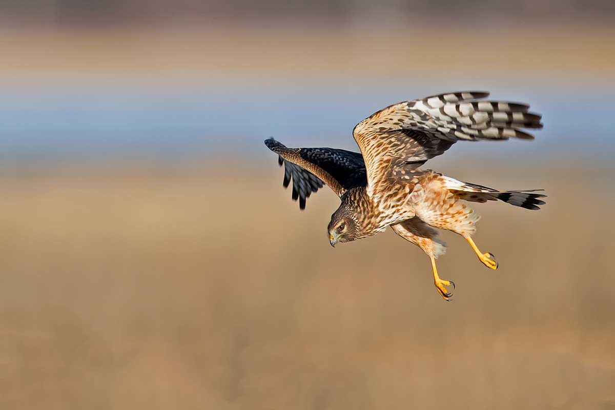 Chasing Ghosts – Researching the Nesting Ecology of Northern Harriers in the Central Valley