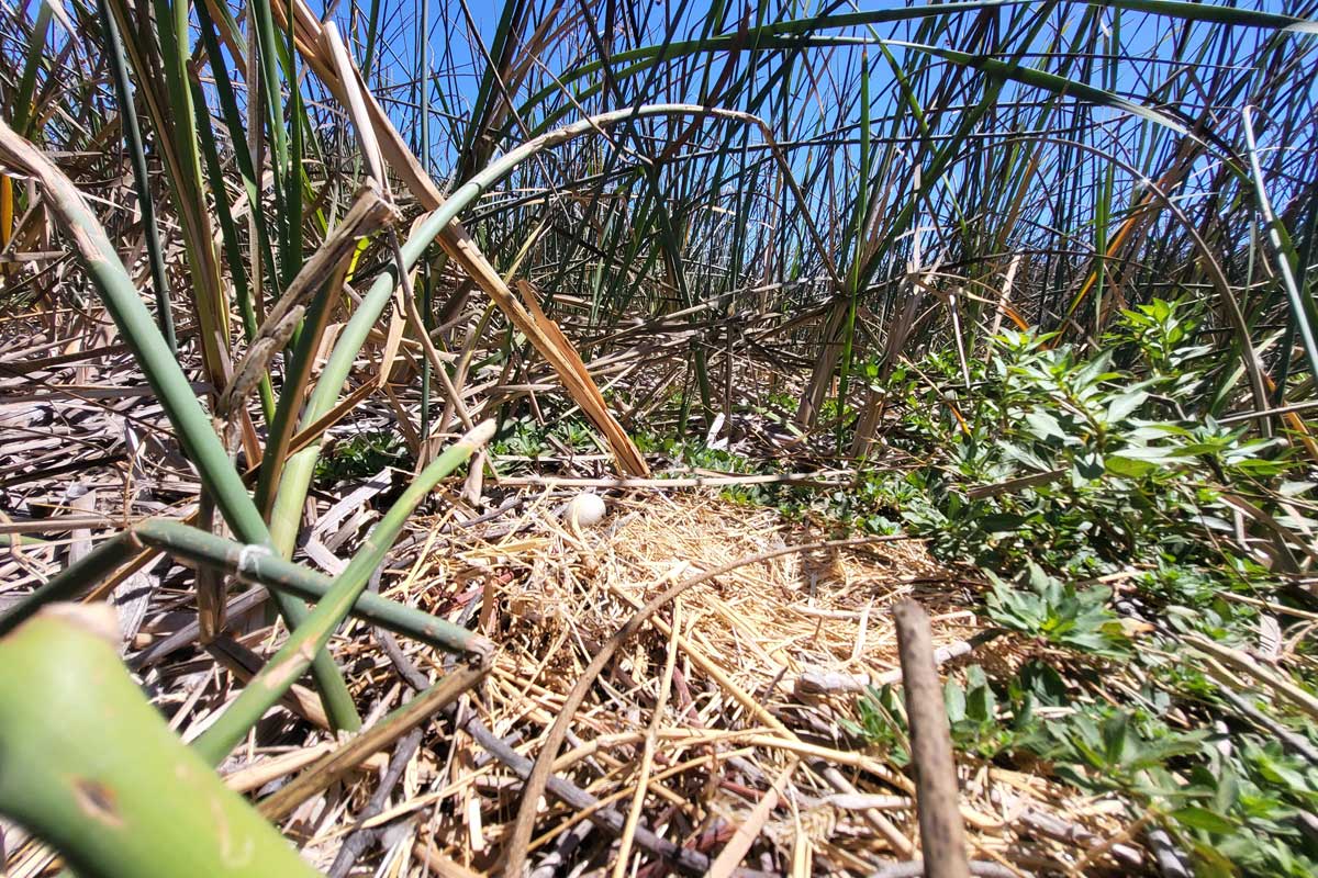Northern Harrier nest