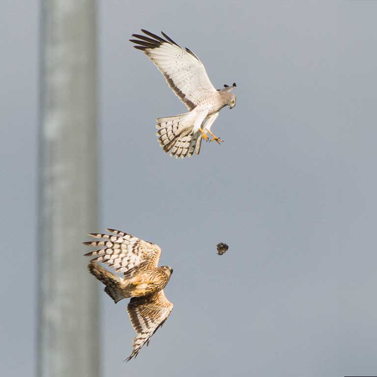 Northern Harrier prey pass