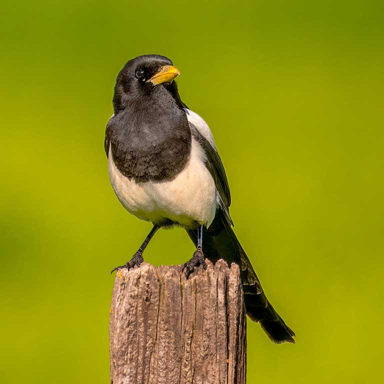 Yellow-billed Magpie